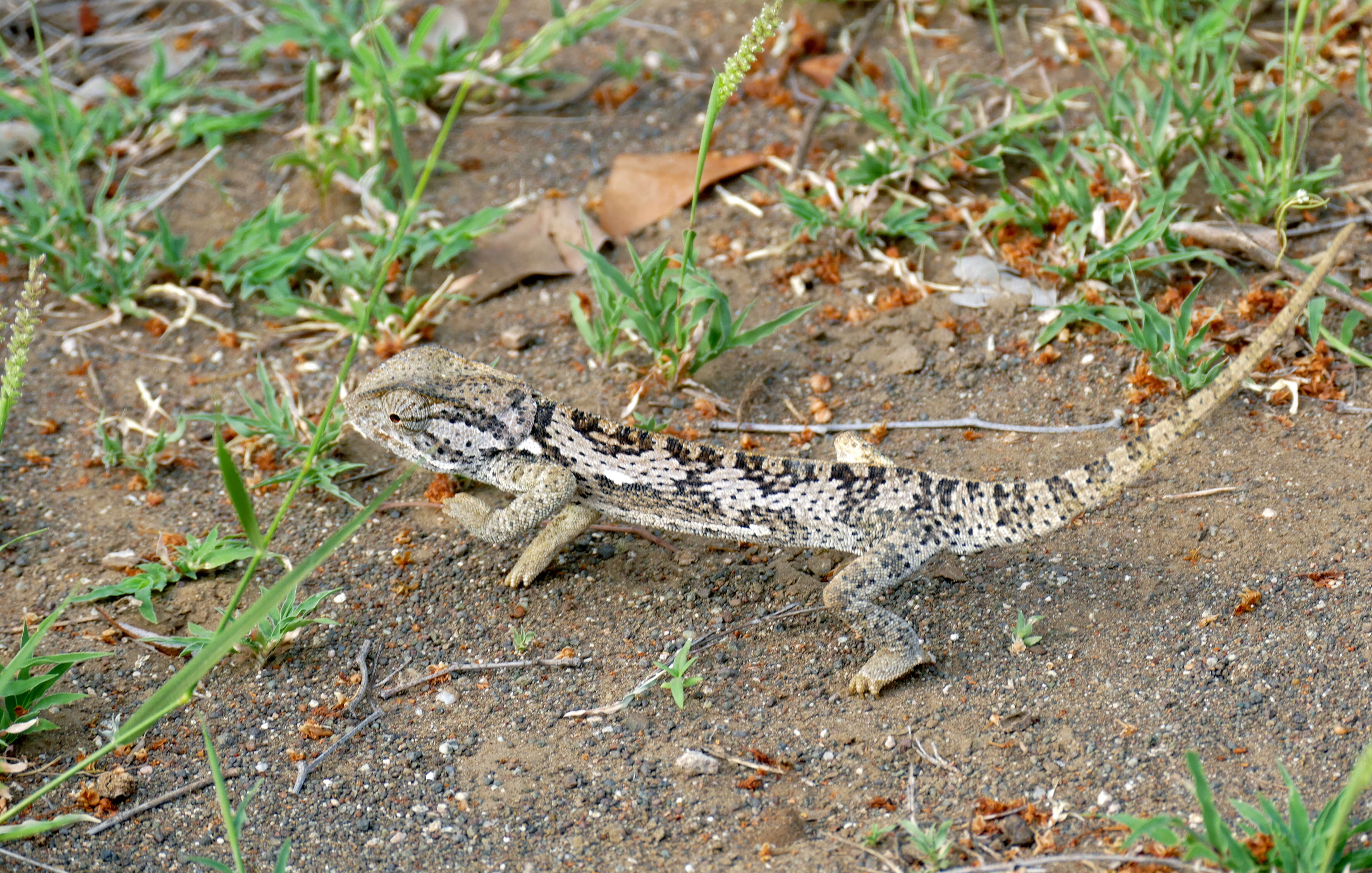 Image of chameleons