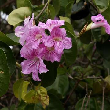 Image de Bignonia corymbosa (Vent.) L. G. Lohmann