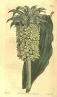 صورة Eucomis autumnalis subsp. autumnalis