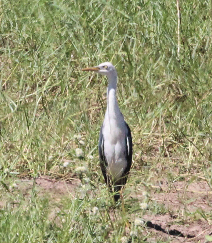 Image of Egretta Forster & T 1817