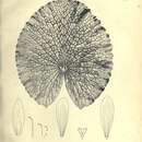 Image of Nymphaea gigantea Hook. fil.