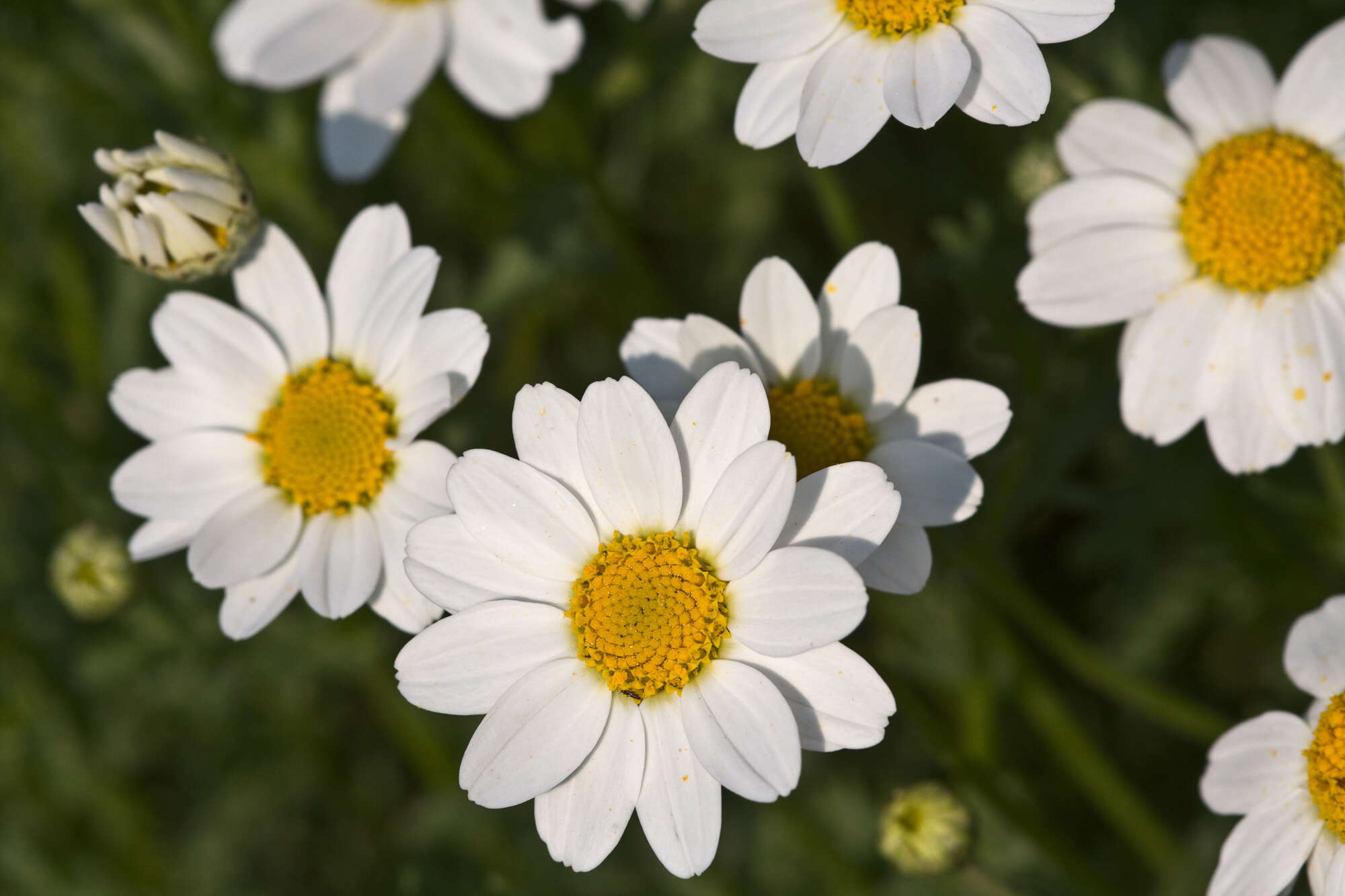 Слика од Anthemis maritima L.