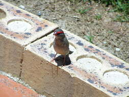 Image of Red-browed Finch