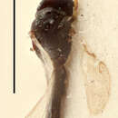 Image of Ecrizotes filicornis (Thomson 1876)