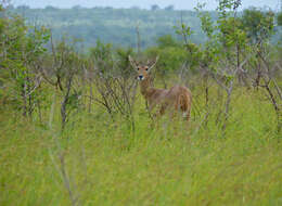 Image of Reedbuck