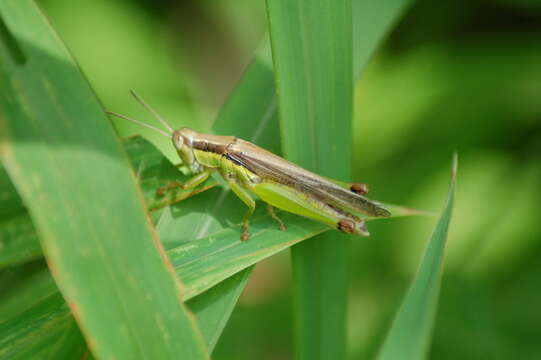 صورة Oxya chinensis (Thunberg 1815)