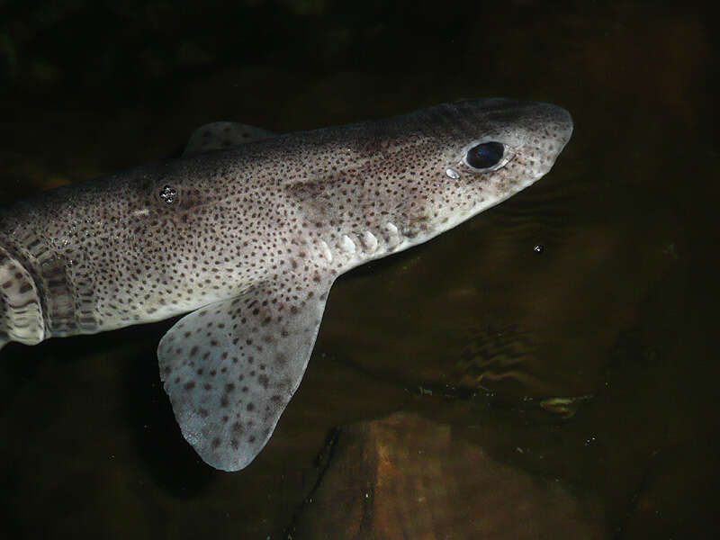 Imagem de Scyliorhinus