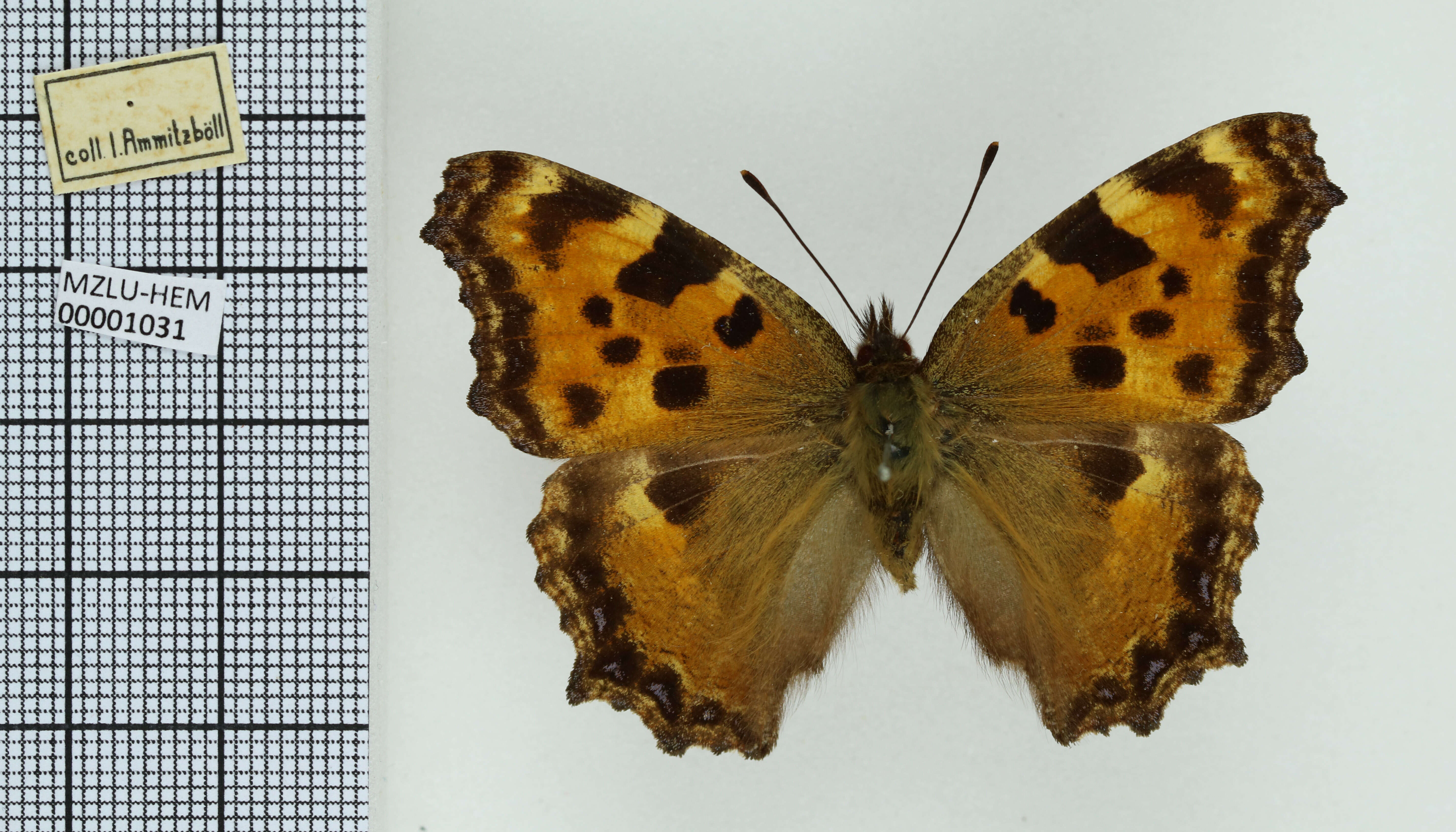 Nymphalis polychloros Linnaeus 1758 resmi