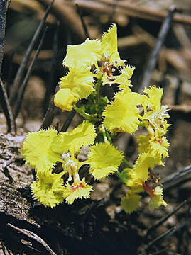 Image of Diplopterys