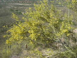 Image of yellow paloverde