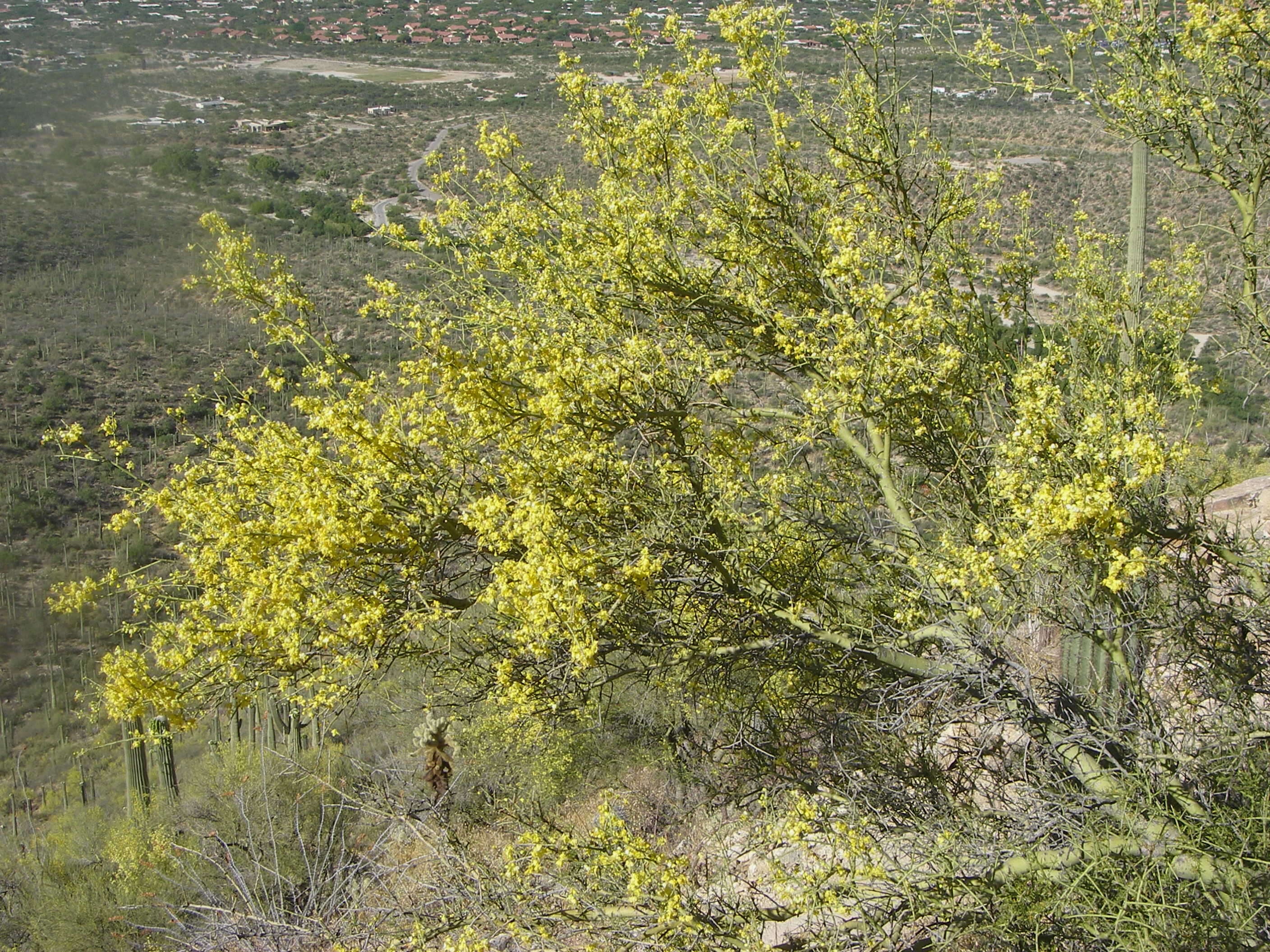 Image of yellow paloverde