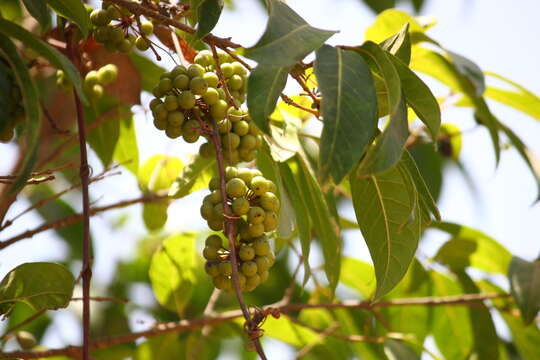 Image of Smilax ovalifolia Roxb. ex D. Don