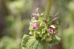 Image of horehound