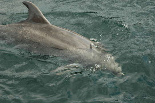 Imagem de Tursiops Gervais 1855