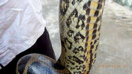 Image of Green anaconda