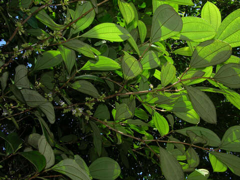 Image of Henriettea succosa (Aubl.) DC.