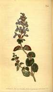 Image of Nepeta longiflora Vent.