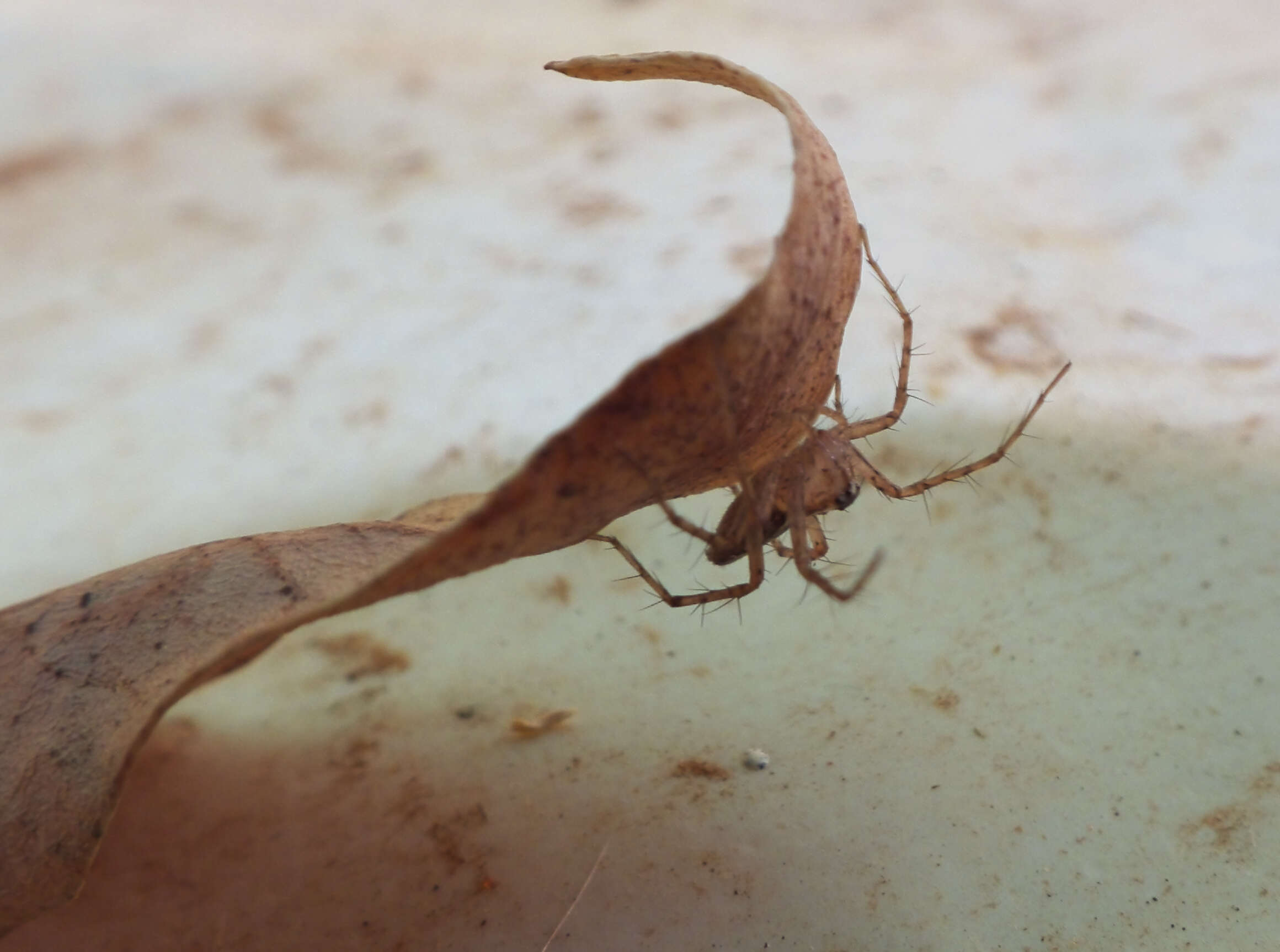 Image of lynx spider