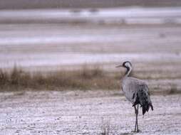 Image of Common Crane