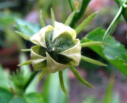 Image of Brazilian rosemallow