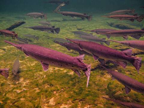 Image of Longnose Gar