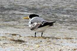 Image of Crested Tern