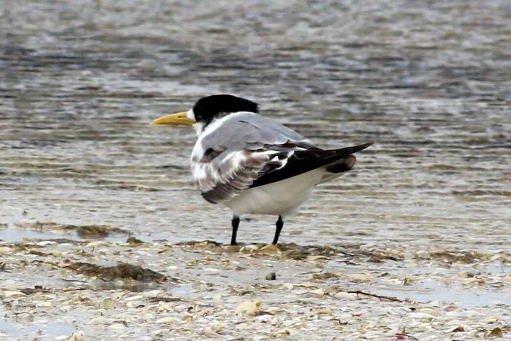 Image of Crested Tern