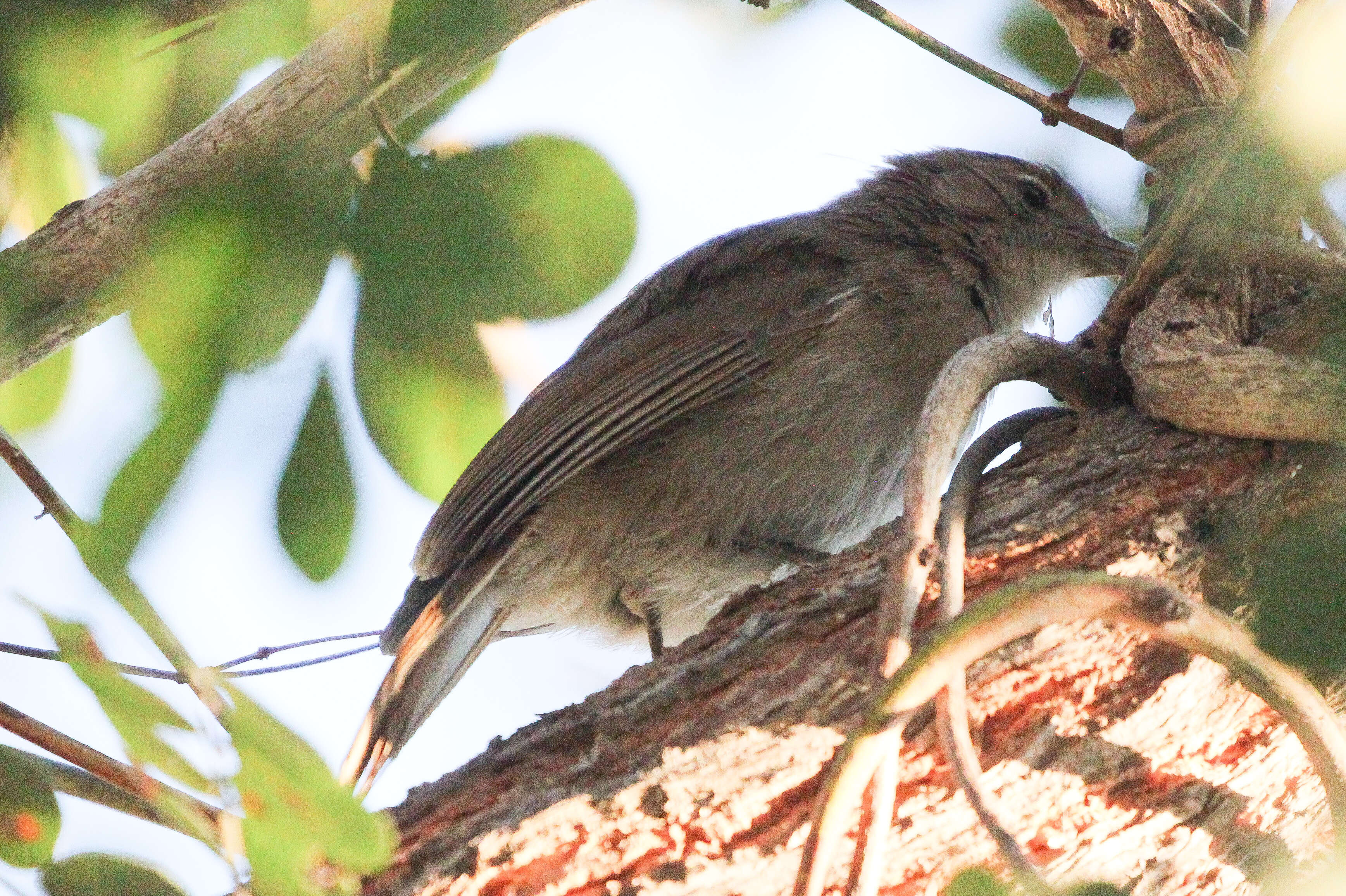 Image of <i>Agricola pallidus</i>