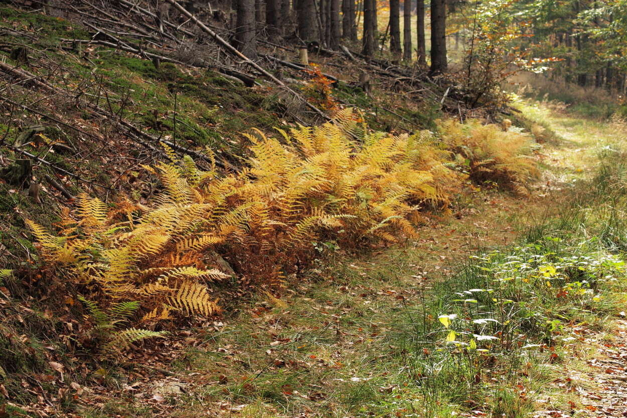 Слика од Oreopteris