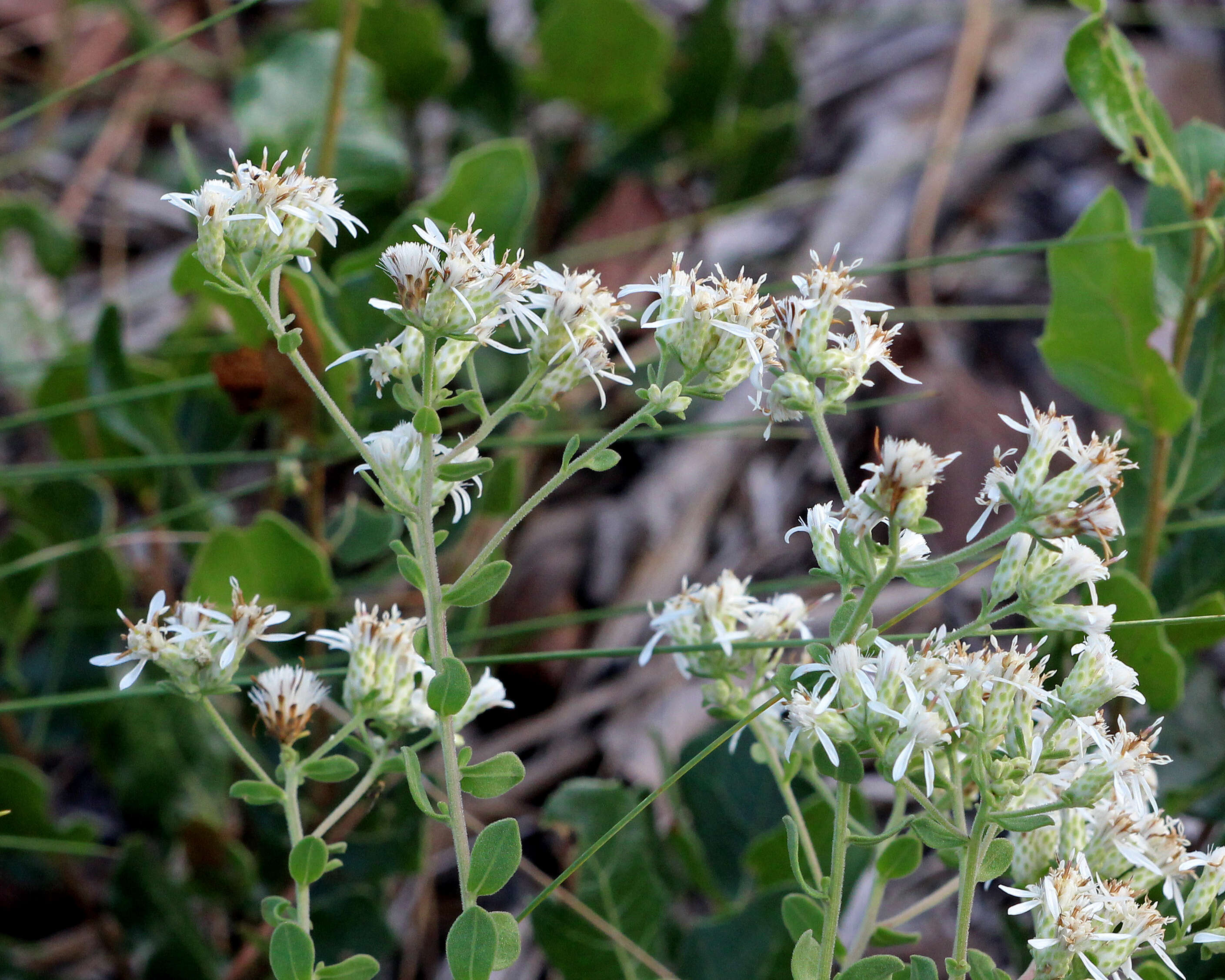 Image of whitetop aster