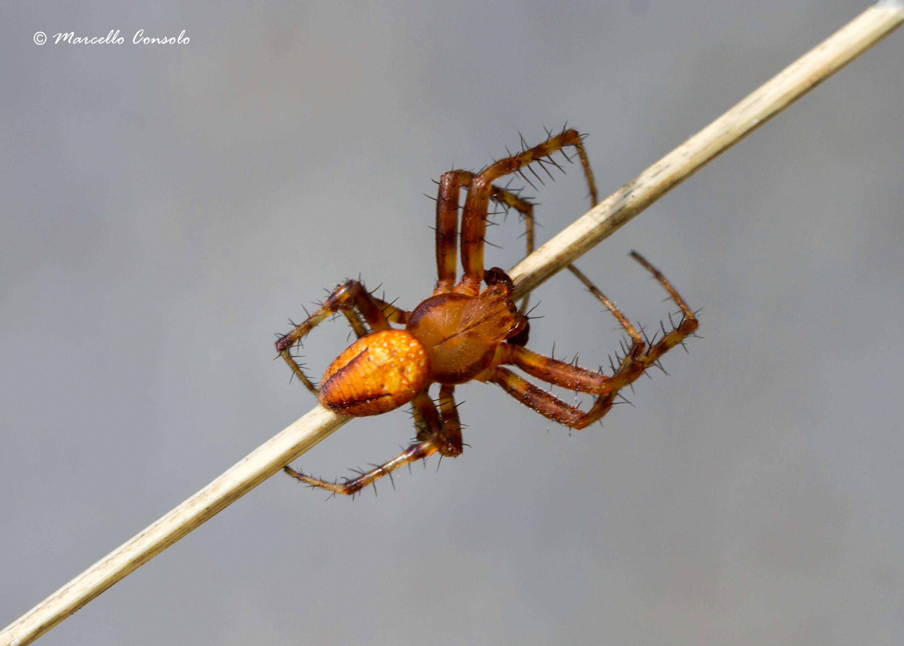 Image of Araneus