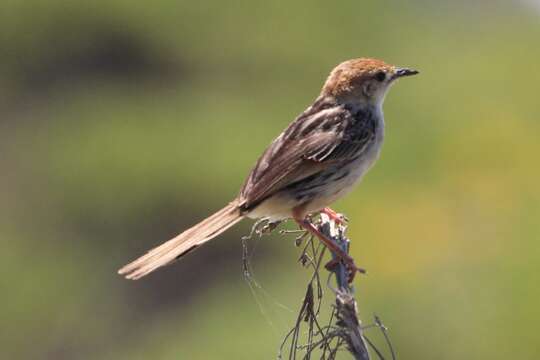 Image of Cisticola Kaup 1829