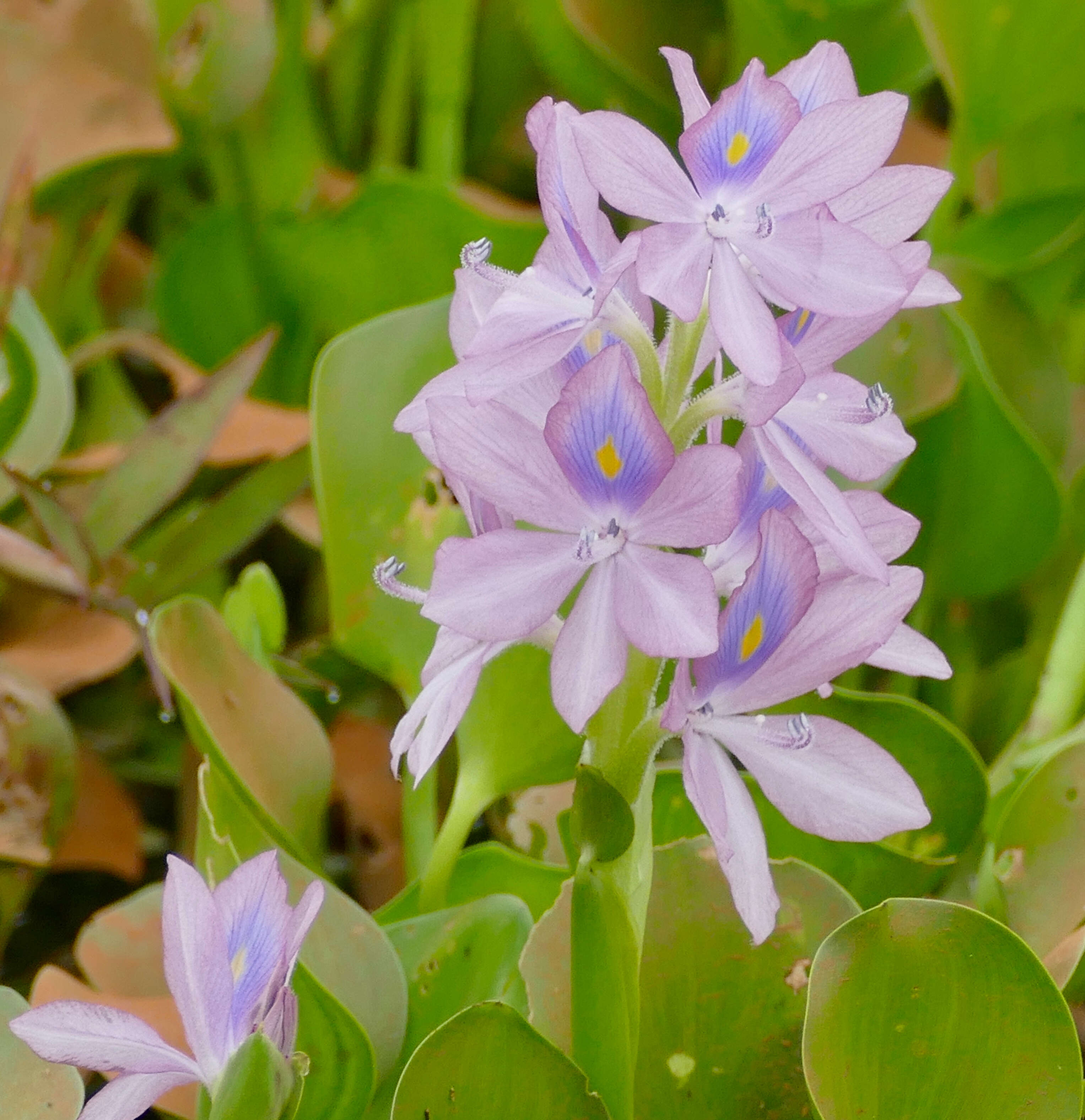 Image of Water hyacinths