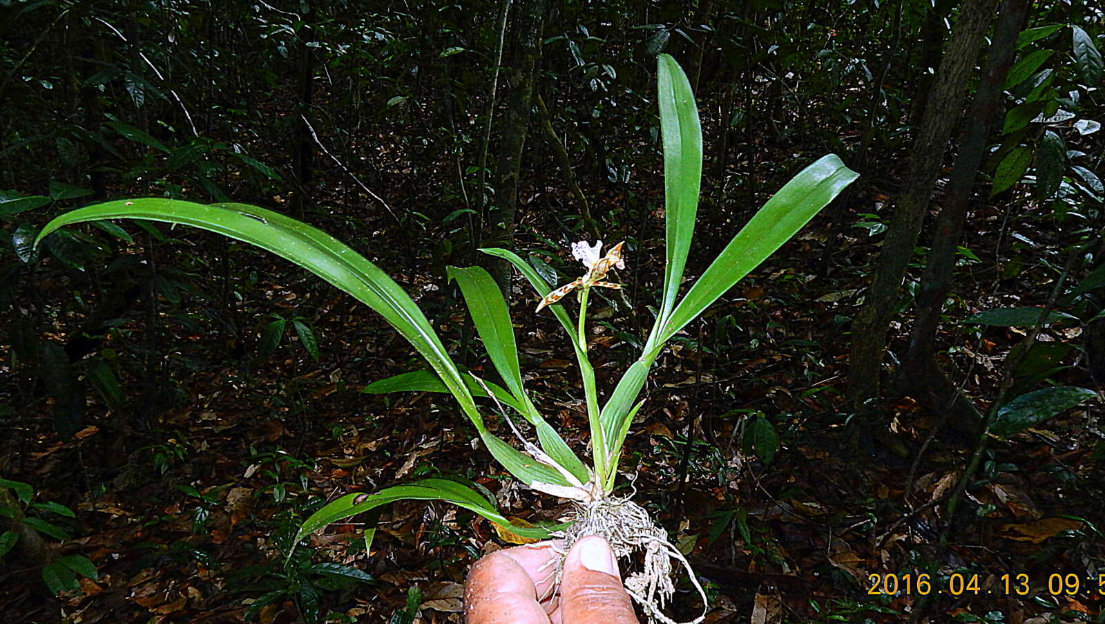 Imagem de Aspasia variegata Lindl.