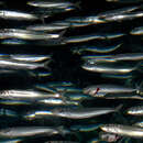 Image of Pacific sardine
