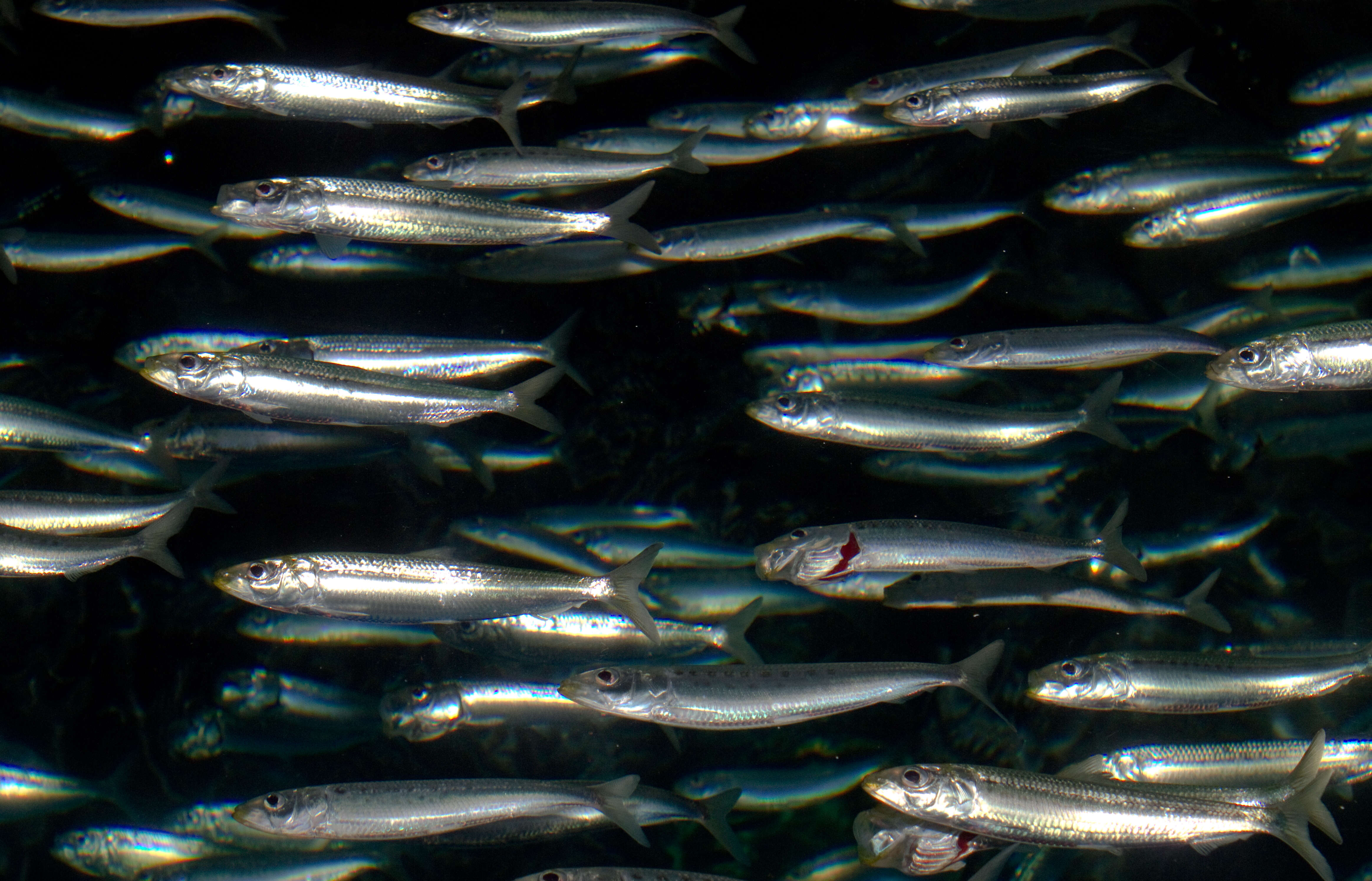 Image of Sardinops