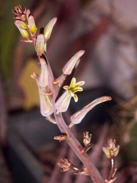 Image of Tulista pumila (L.) G. D. Rowley