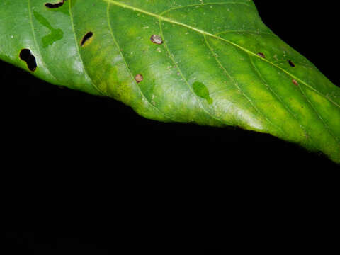 Imagem de Virola sebifera Aubl.