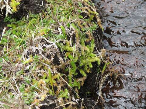 Image of slender clubmoss