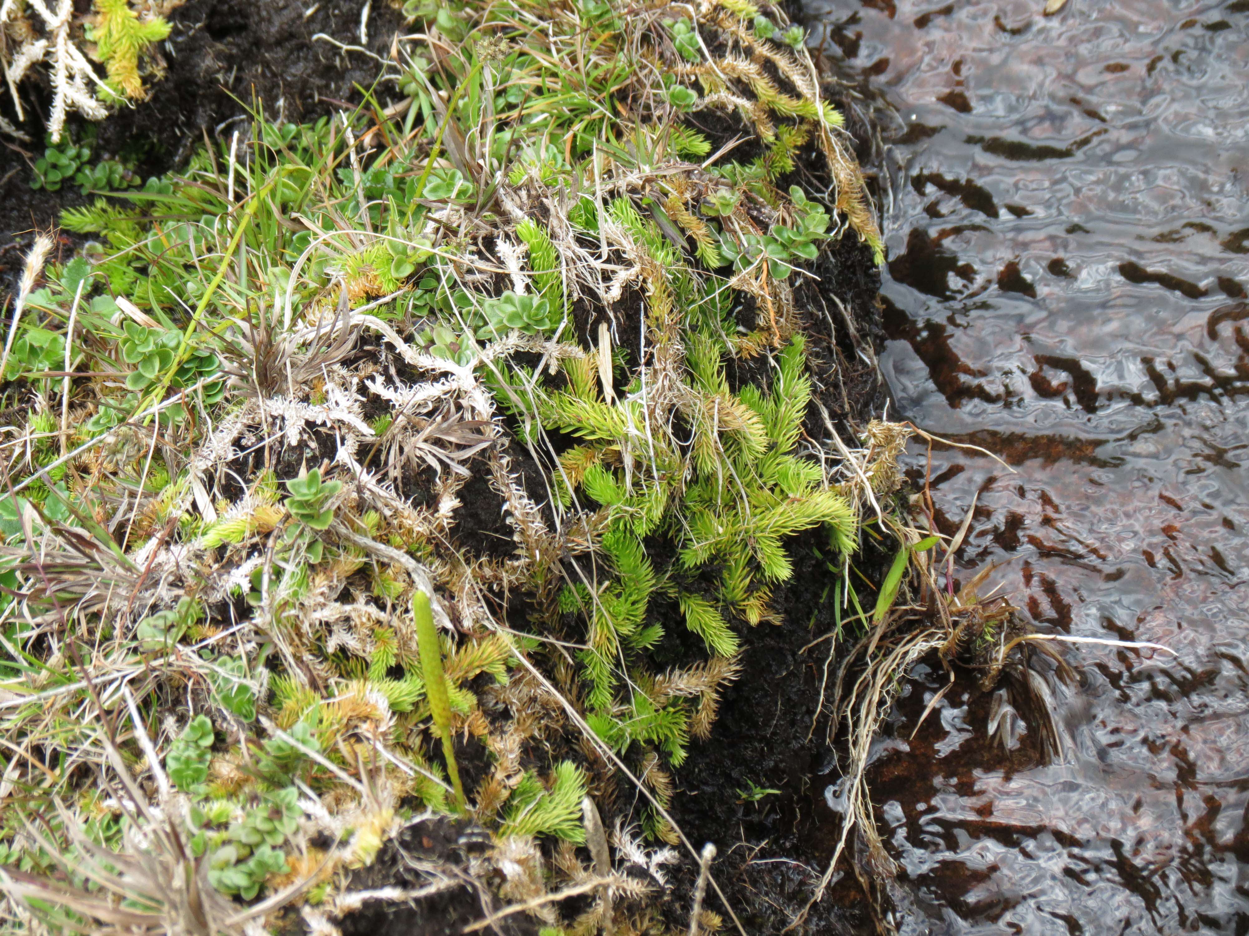 Imagem de Pseudolycopodiella caroliniana (L.) Holub