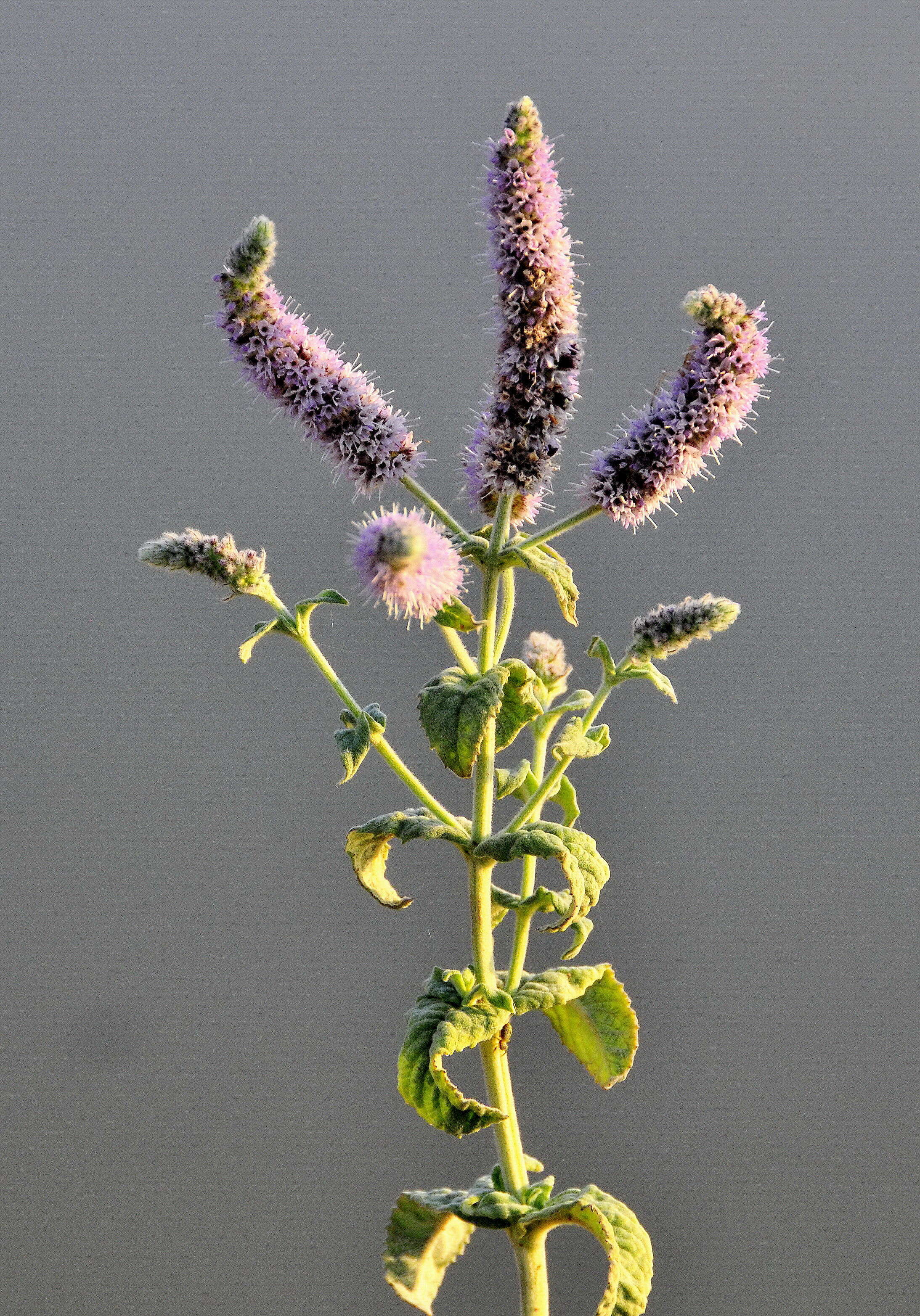 Image of mint