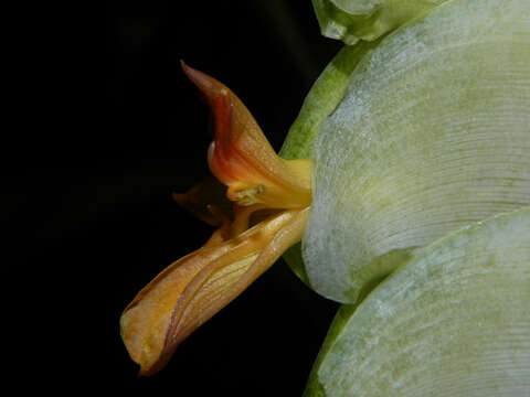 Image of Calathea platystachya Standl. & L. O. Williams