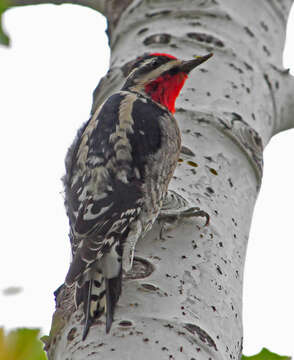 Plancia ëd Sphyrapicus nuchalis Baird & SF 1858