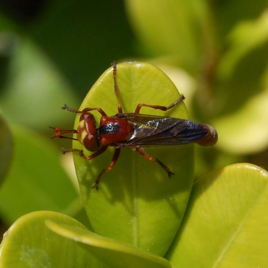 Image of Physocephala