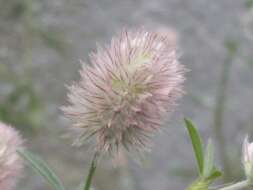 Imagem de Trifolium arvense L.