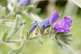 Image of viper's bugloss