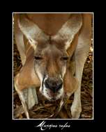 Image of Red kangaroo