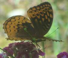 Image of Greater Fritillaries