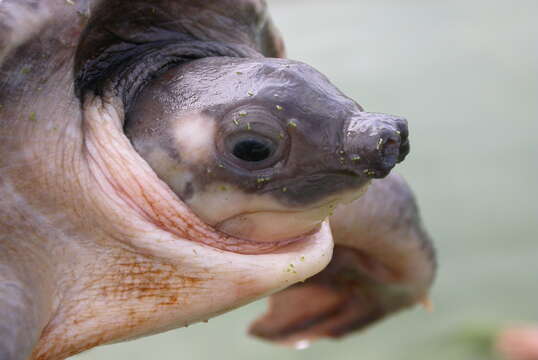 Image of pig-nosed turtle