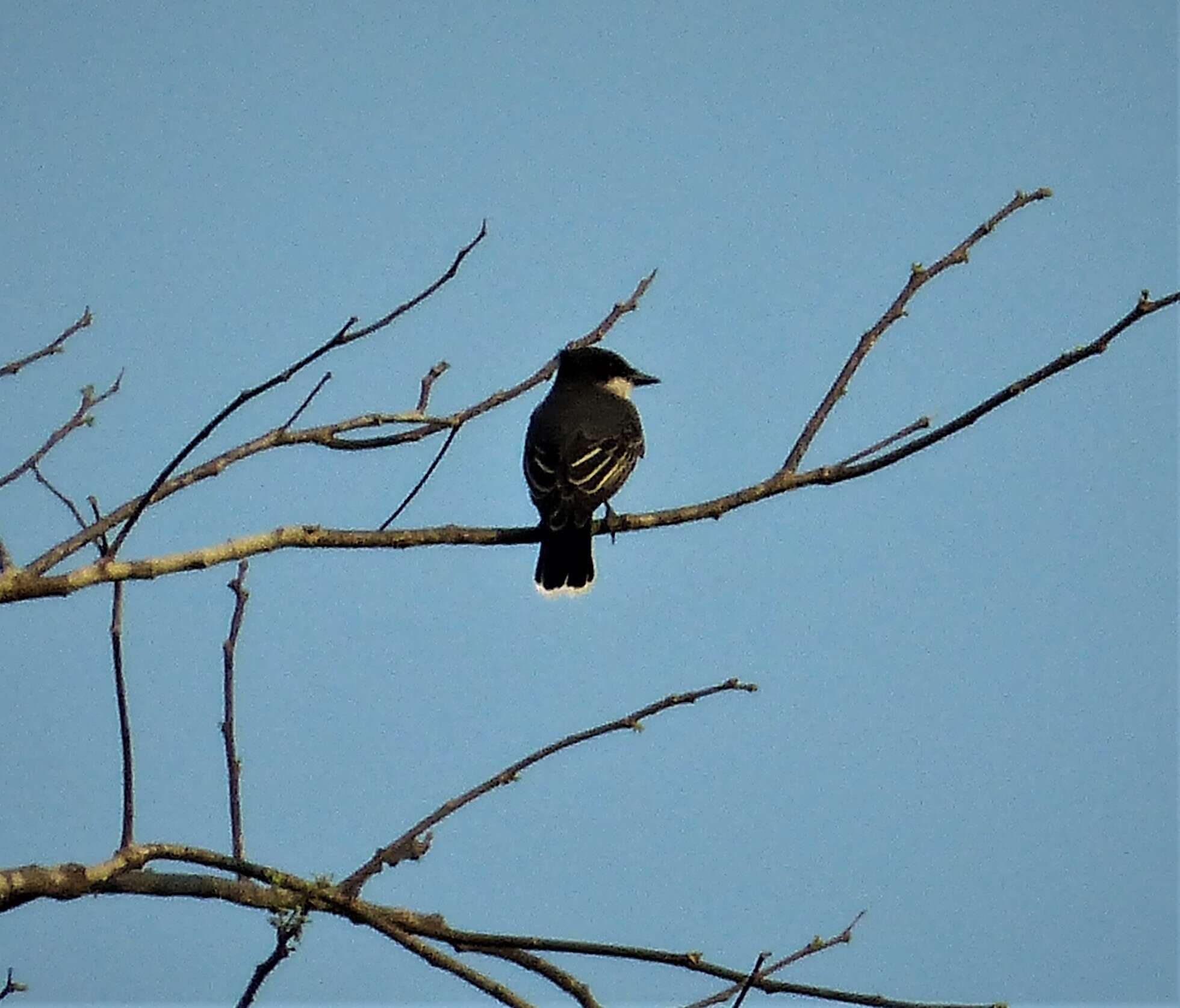 Image of Kingbird